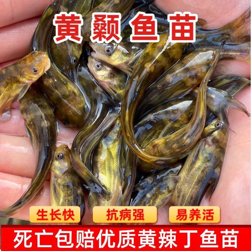 黄颡鱼苗，黄辣丁精品黄骨鱼苗基地直发签合同包回收