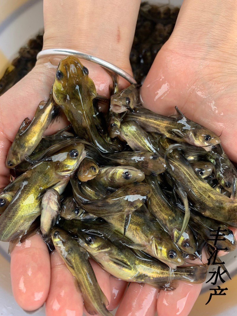 黄颡鱼苗，黄辣丁精品黄骨鱼苗基地直发签合同包回收