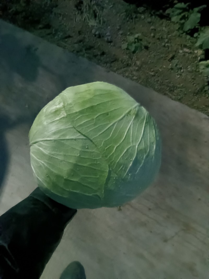 京丰打冷扁包，皮薄纤少，肉嫩味鲜包的实欢迎客户联系