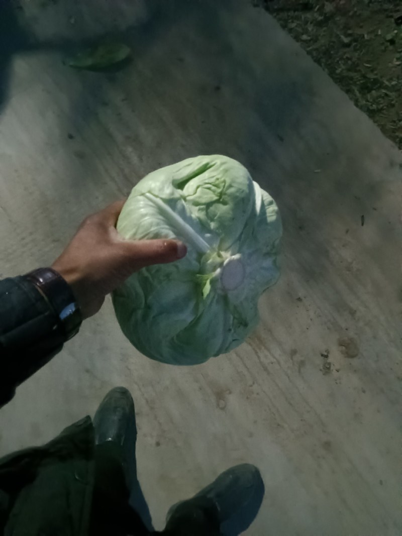 京丰打冷扁包，皮薄纤少，肉嫩味鲜包的实欢迎客户联系