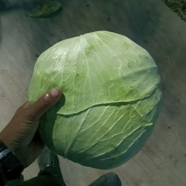 京丰打冷扁包，皮薄纤少，肉嫩味鲜包的实欢迎客户联系