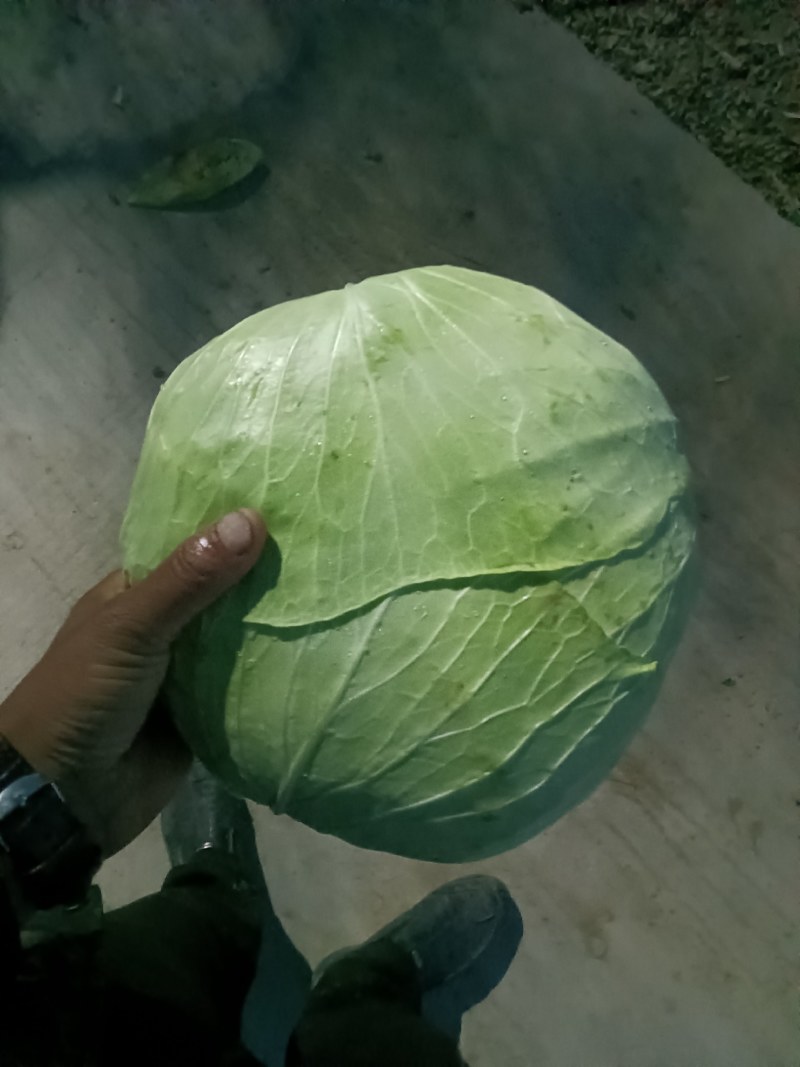 京丰打冷扁包，皮薄纤少，肉嫩味鲜包的实欢迎客户联系