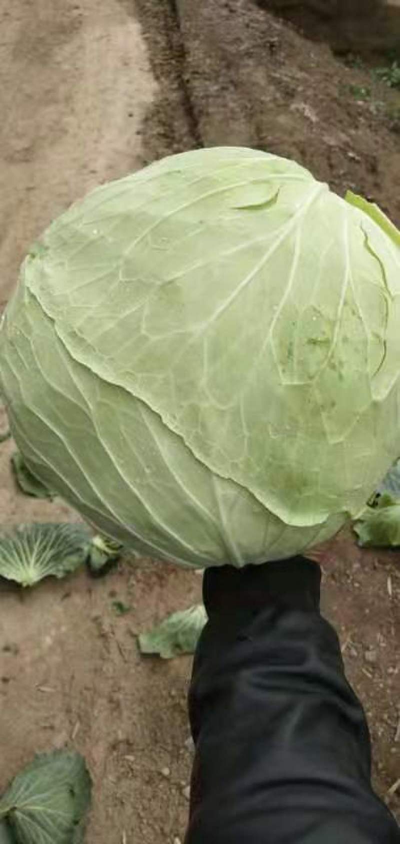 京丰打冷扁包，皮薄纤少，肉嫩味鲜包的实欢迎客户联系