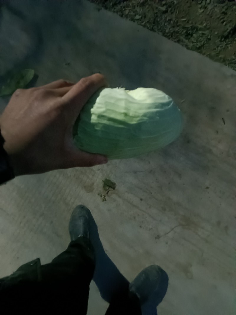 京丰打冷扁包，皮薄纤少，肉嫩味鲜包的实欢迎客户联系
