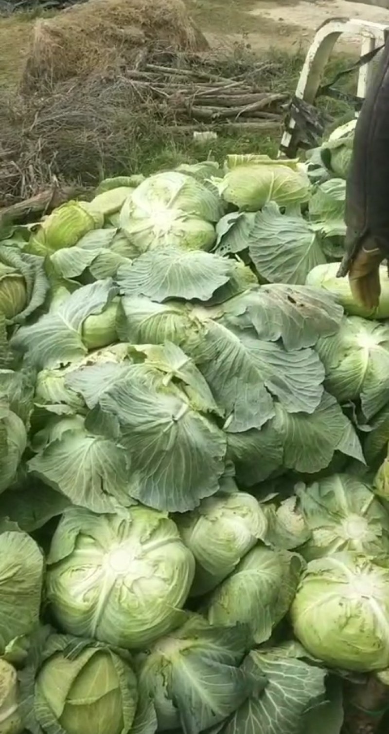 京丰打冷扁包，皮薄纤少，肉嫩味鲜包的实欢迎客户联系