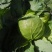 蔬菜