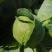 蔬菜