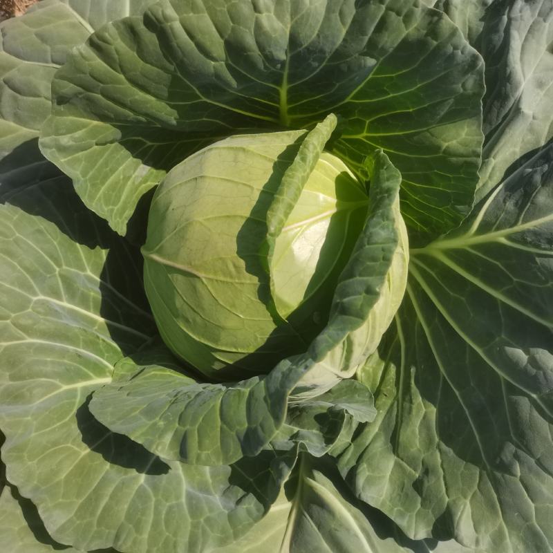蔬菜