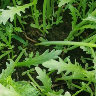 茼蒿大量上市欢迎客商前来采购