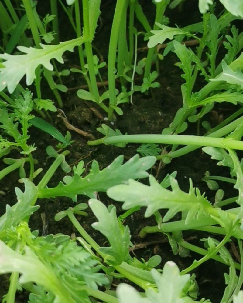 茼蒿大量上市欢迎客商前来采购