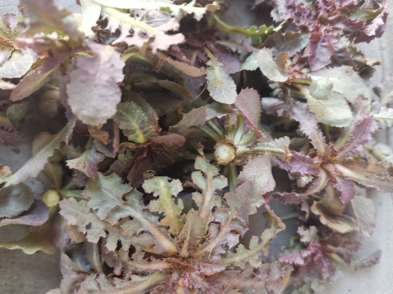 苦菜苦碟子春季〈3月10日开始纯野生特菜产地一手货源批发