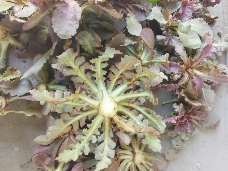 苦菜苦碟子春季〈3月10日开始纯野生特菜产地一手货源批发