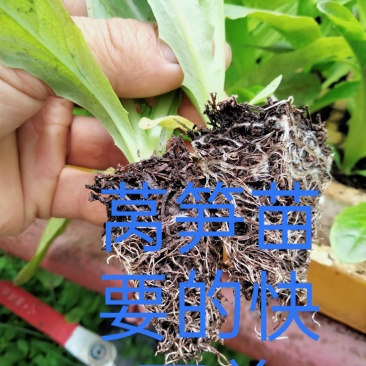 莴笋苗，云南莴笋苗，紫叶莴笋苗，红尖叶莴笋苗，四川莴笋苗