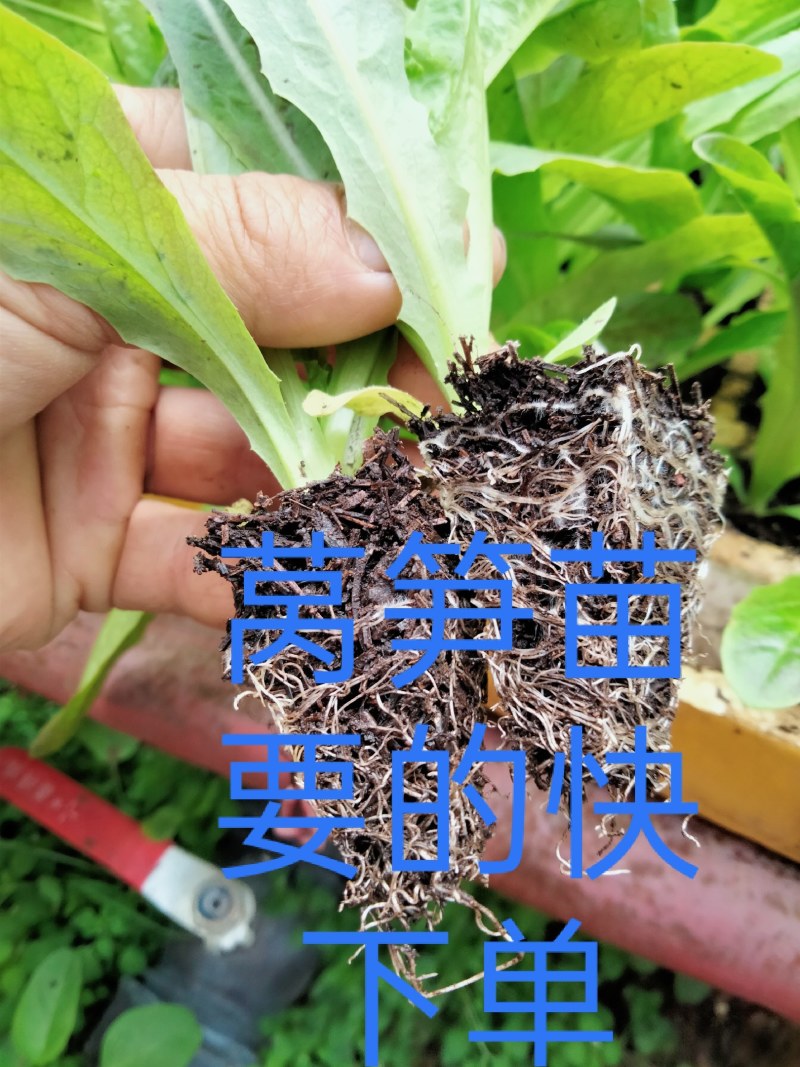 莴笋苗，云南莴笋苗，紫叶莴笋苗，红尖叶莴笋苗，四川莴笋苗