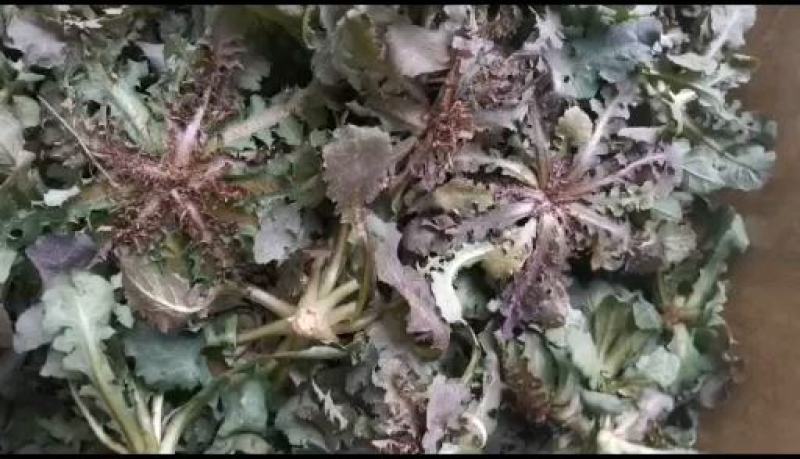 沂蒙山野生苦菜批发产地一手货源，整棵去根鲜纯野生野菜特菜