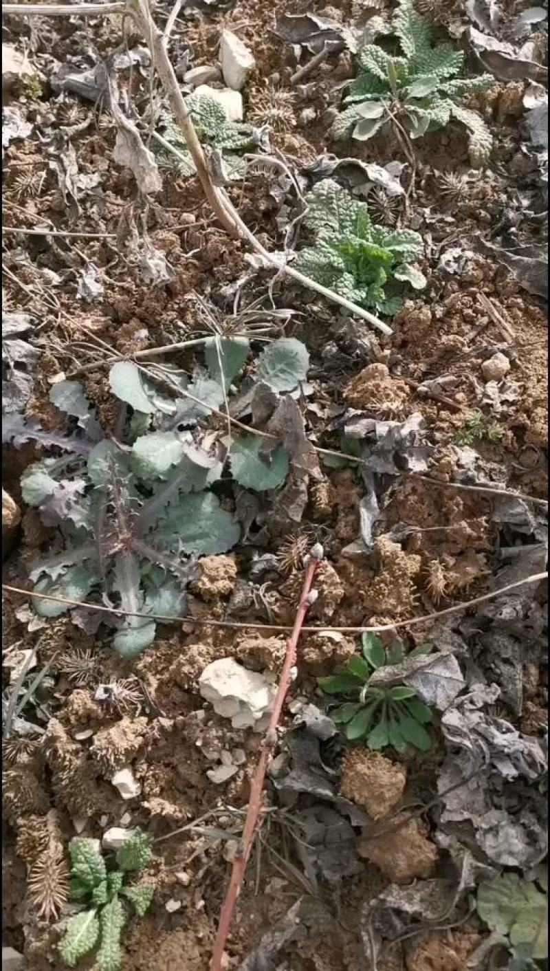 沂蒙山野生苦菜批发产地一手货源，整棵去根鲜纯野生野菜特菜