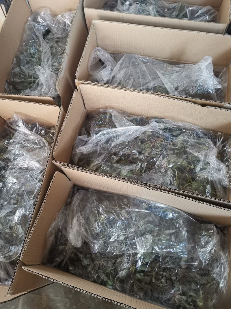 沂蒙山野生苦菜批发产地一手货源，整棵去根鲜纯野生野菜特菜