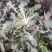 沂蒙山野生苦菜批发产地一手货源，整棵去根鲜纯野生野菜特菜