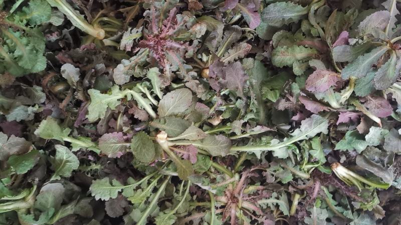 沂蒙山野生苦菜批发产地一手货源，整棵去根鲜纯野生野菜特菜