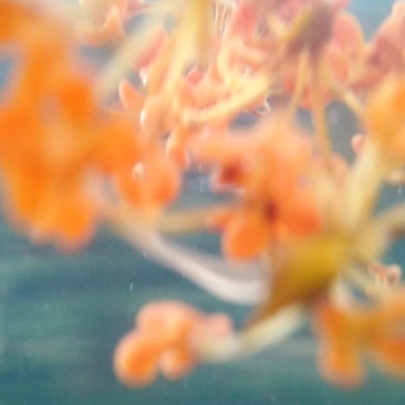 新鲜金桂.银桂.无硫桂花.自然晒干，视频看货。