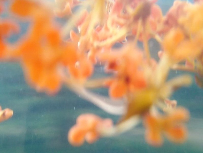 新鲜金桂.银桂.无硫桂花.自然晒干，视频看货。