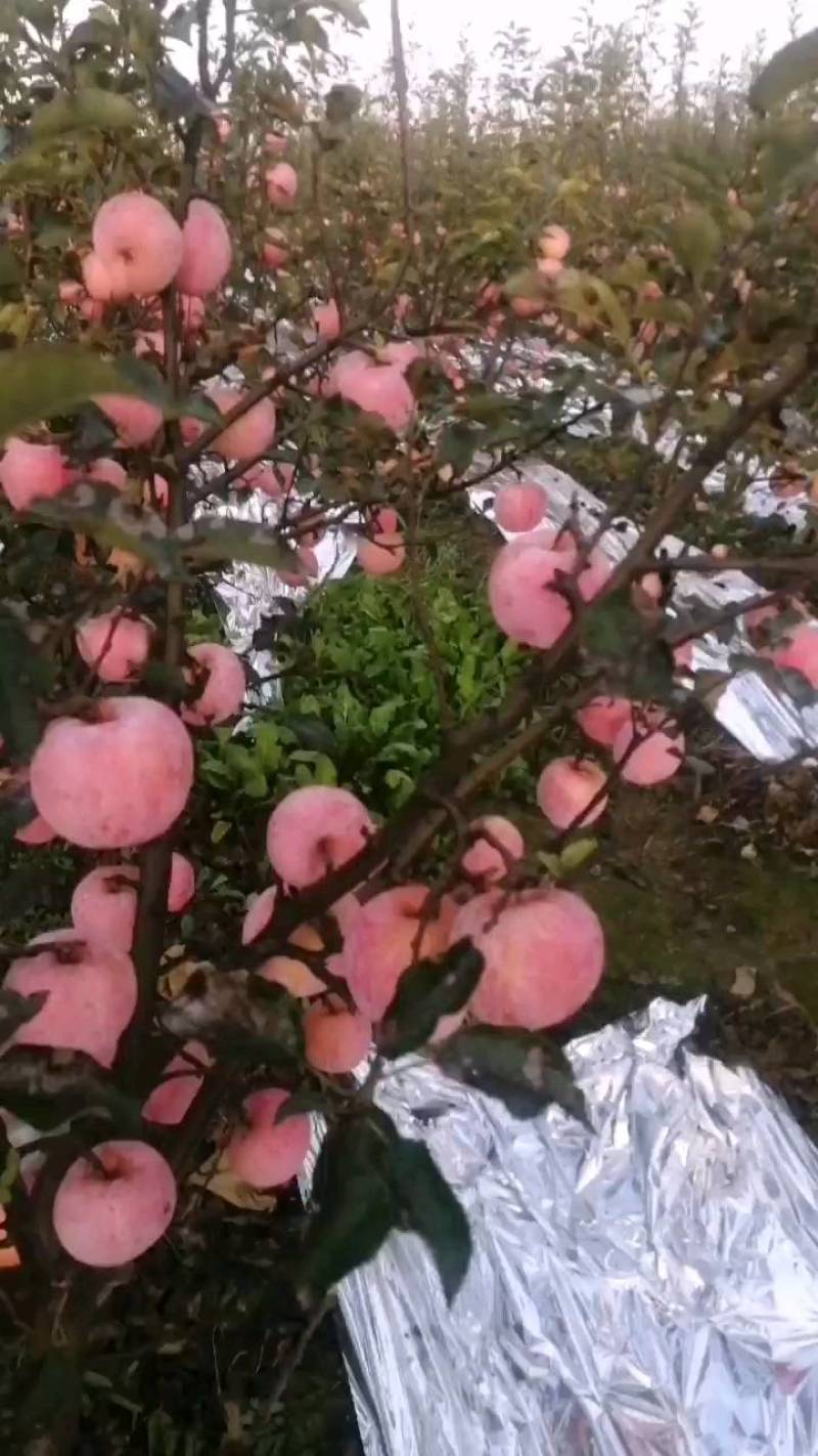 陕西纸袋【嘎啦苹果】红富士苹果量大从优产地直发