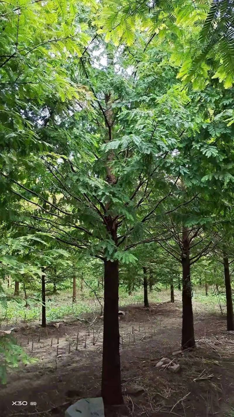 水杉金叶水杉落羽杉1—30公分量大优惠