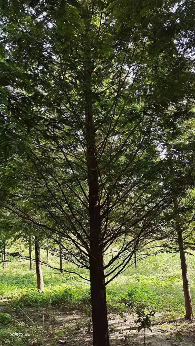 水杉金叶水杉落羽杉1—30公分量大优惠