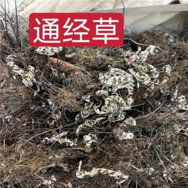 中药材通经草铜丝草实拍图干净无杂量大从优
