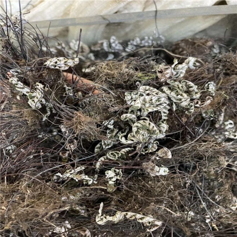 中药材通经草铜丝草实拍图干净无杂量大从优