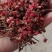 花椒