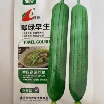 丝瓜种子绿领翠绿早生丝瓜中早熟瓜皮绿色油亮肉厚味浓品质好