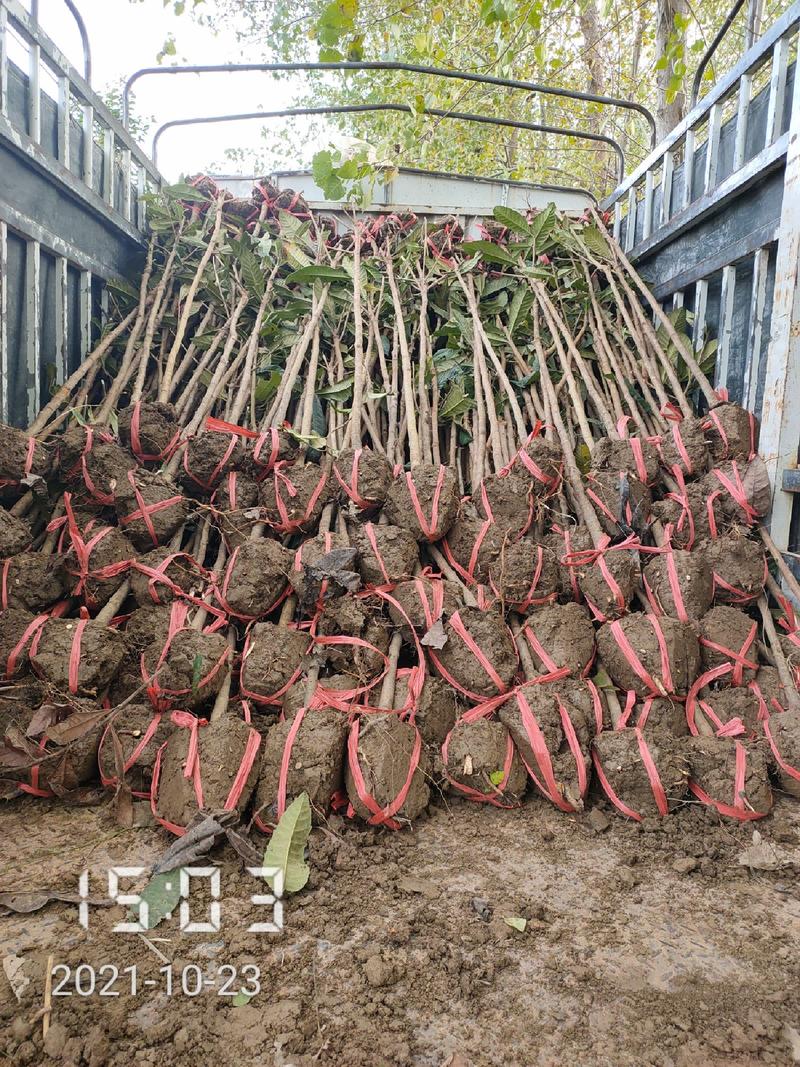 2-10公分的枇杷树大量供应，杆直支持线上保障交易