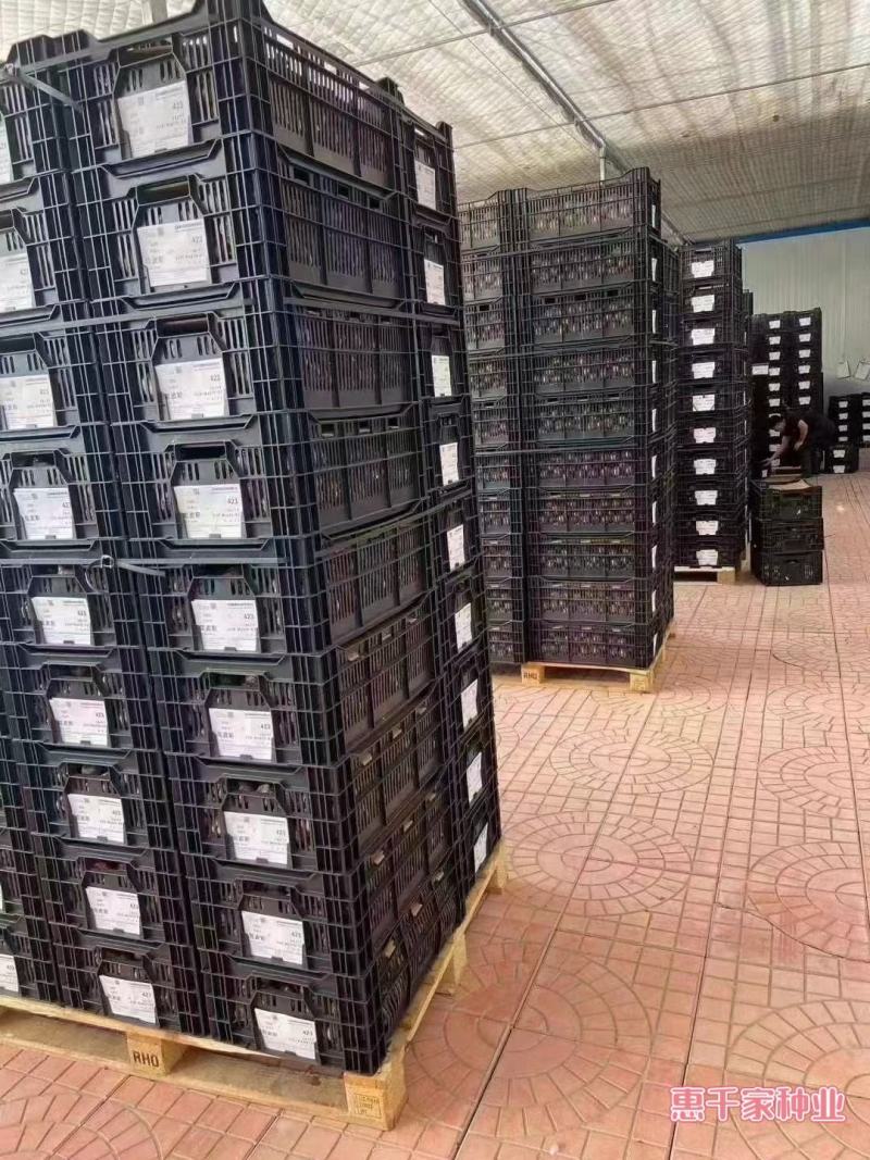 水培郁金香花种子荷兰进口郁金香种球包成活包对版5度大球