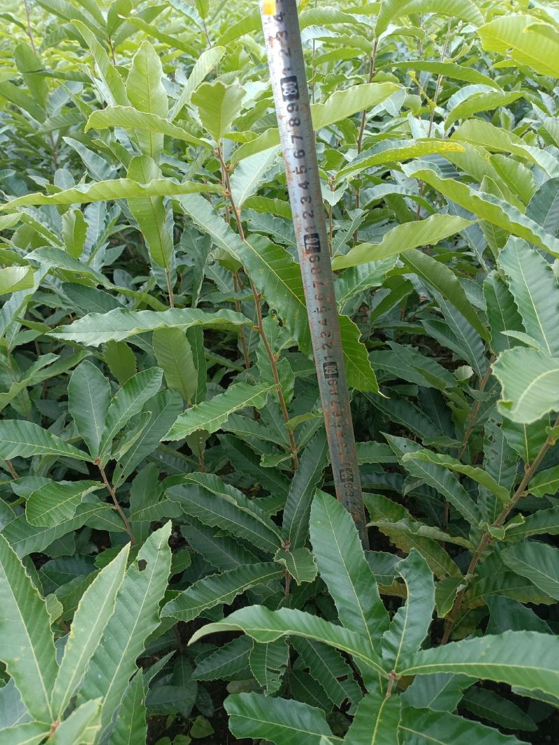红麻栎