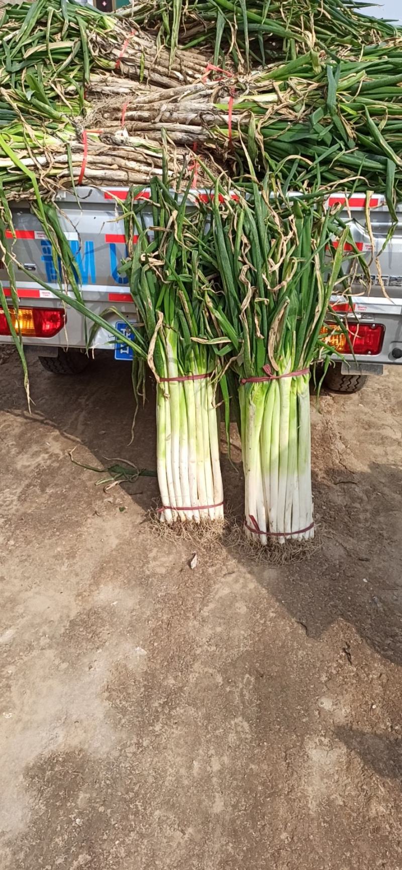 长白大葱已上市，欢迎下单，可视频看货。