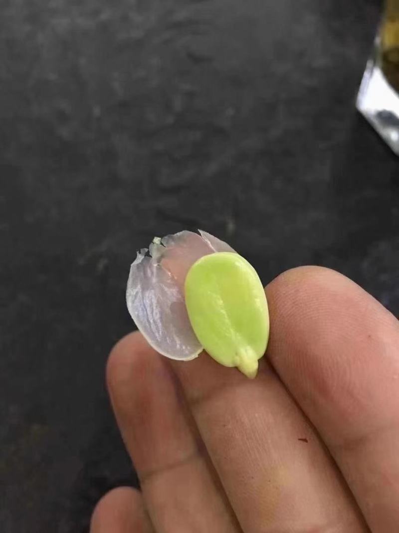 皂角米，产地云南梁河单夹皂角米，雪莲子，柏子仁