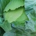 奥其娜圆包菜新野县民富蔬菜种植专业合作社常年批发各种新鲜