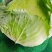 奥其娜圆包菜新野县民富蔬菜种植专业合作社常年批发各种新鲜