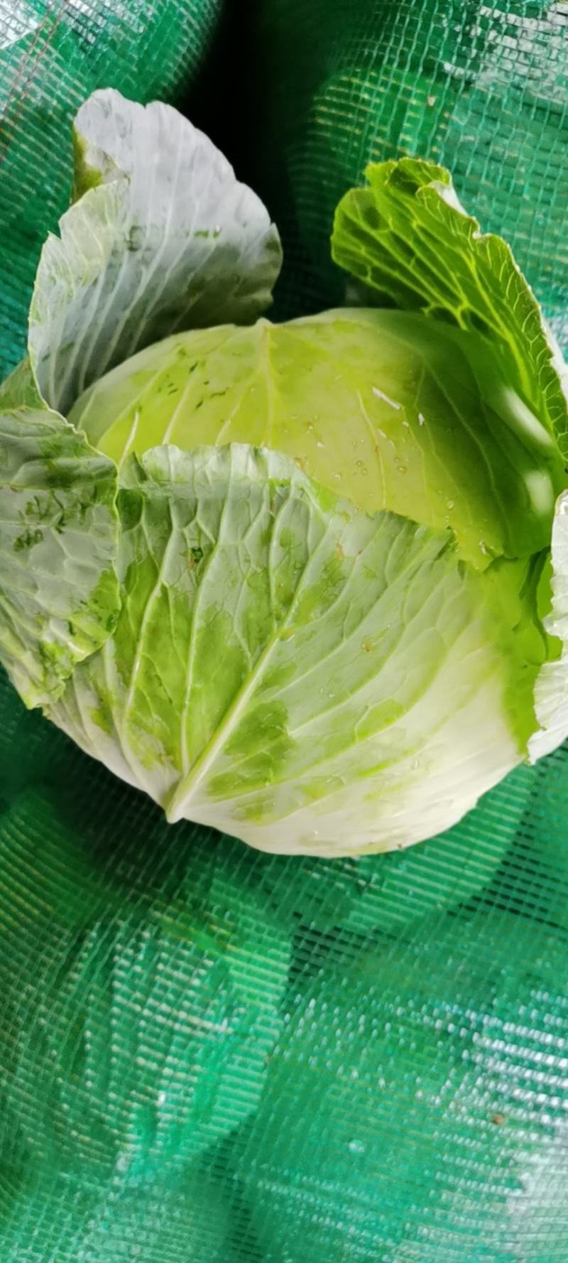 奥其娜圆包菜新野县民富蔬菜种植专业合作社常年批发各种新鲜