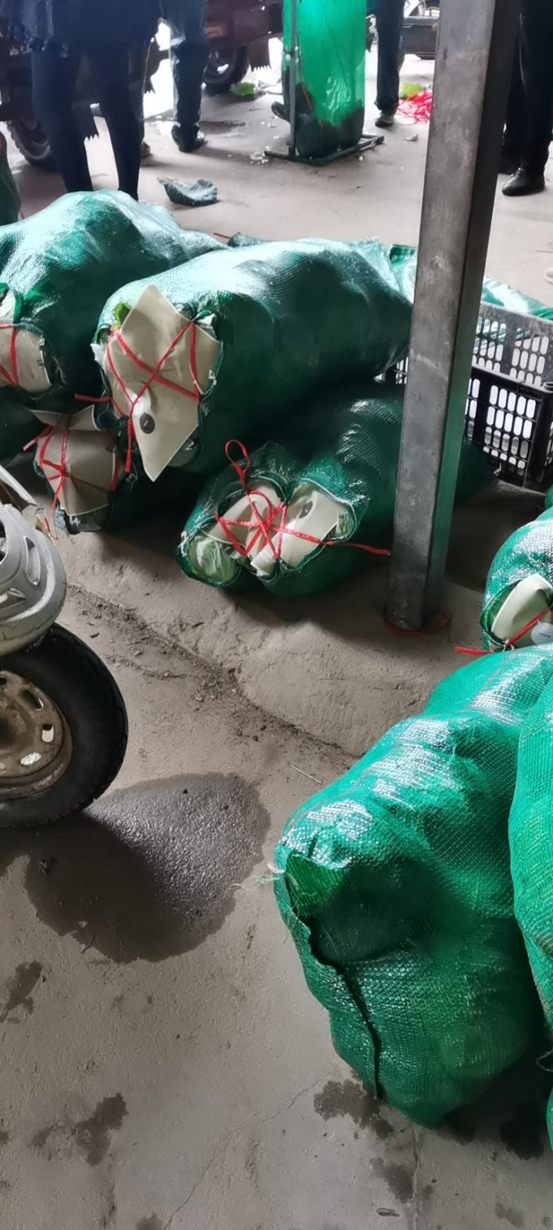 奥其娜圆包菜新野县民富蔬菜种植专业合作社常年批发各种新鲜