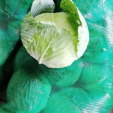奥其娜圆包菜新野县民富蔬菜种植专业合作社常年批发各种新鲜