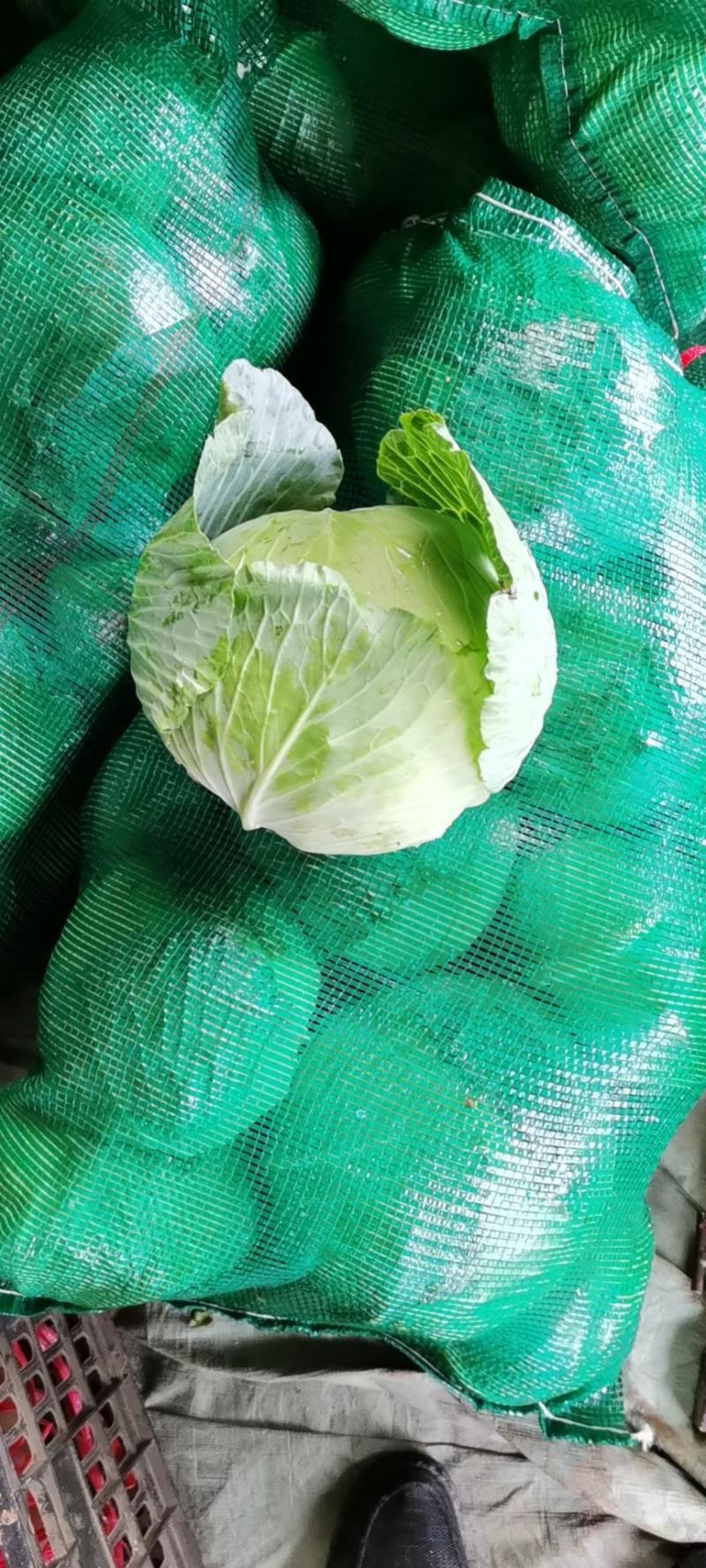 奥其娜圆包菜新野县民富蔬菜种植专业合作社常年批发各种新鲜