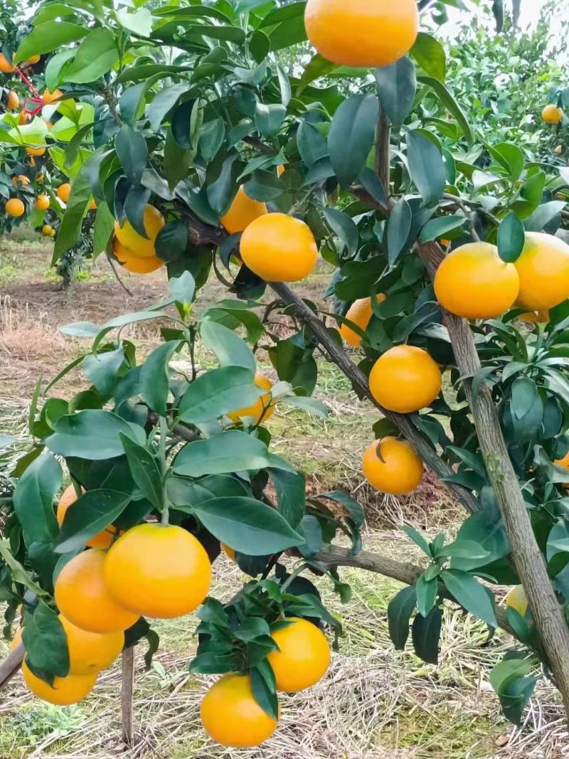 云南爱媛38号果冻脐橙大量上市中江边货水份充足口感甜