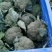 西兰花台绿系列的新野县民富蔬菜种植专业合作社常年批发