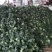 西兰花台绿系列的新野县民富蔬菜种植专业合作社常年批发