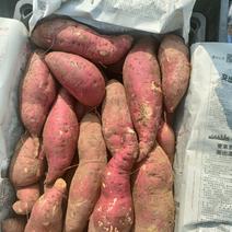 西瓜红红薯大量供应，代收。对接超市，电商批发市场。