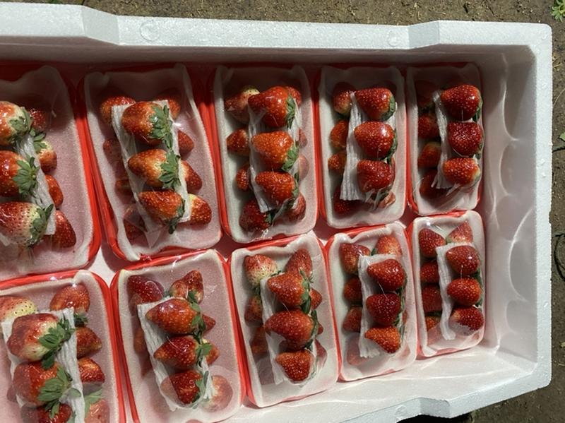 草莓天仙醉奶油草莓正式上市货量充足全国发货