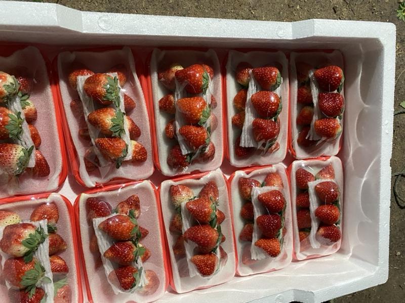 草莓天仙醉奶油草莓正式上市货量充足全国发货