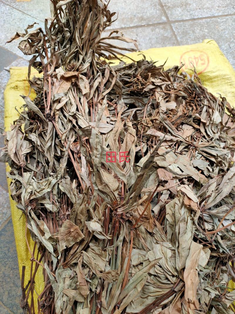 贵州野生追风伞干货/现晒中草药材惊风伞/破凉伞扎把全草